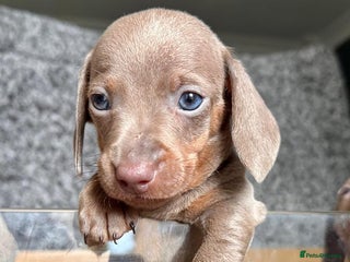 Miniature Dachshund dogs - Advert 13