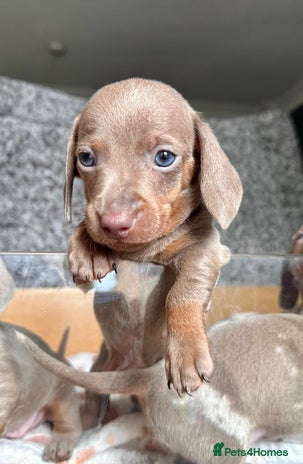 Miniature Dachshund dogs - Advert 4