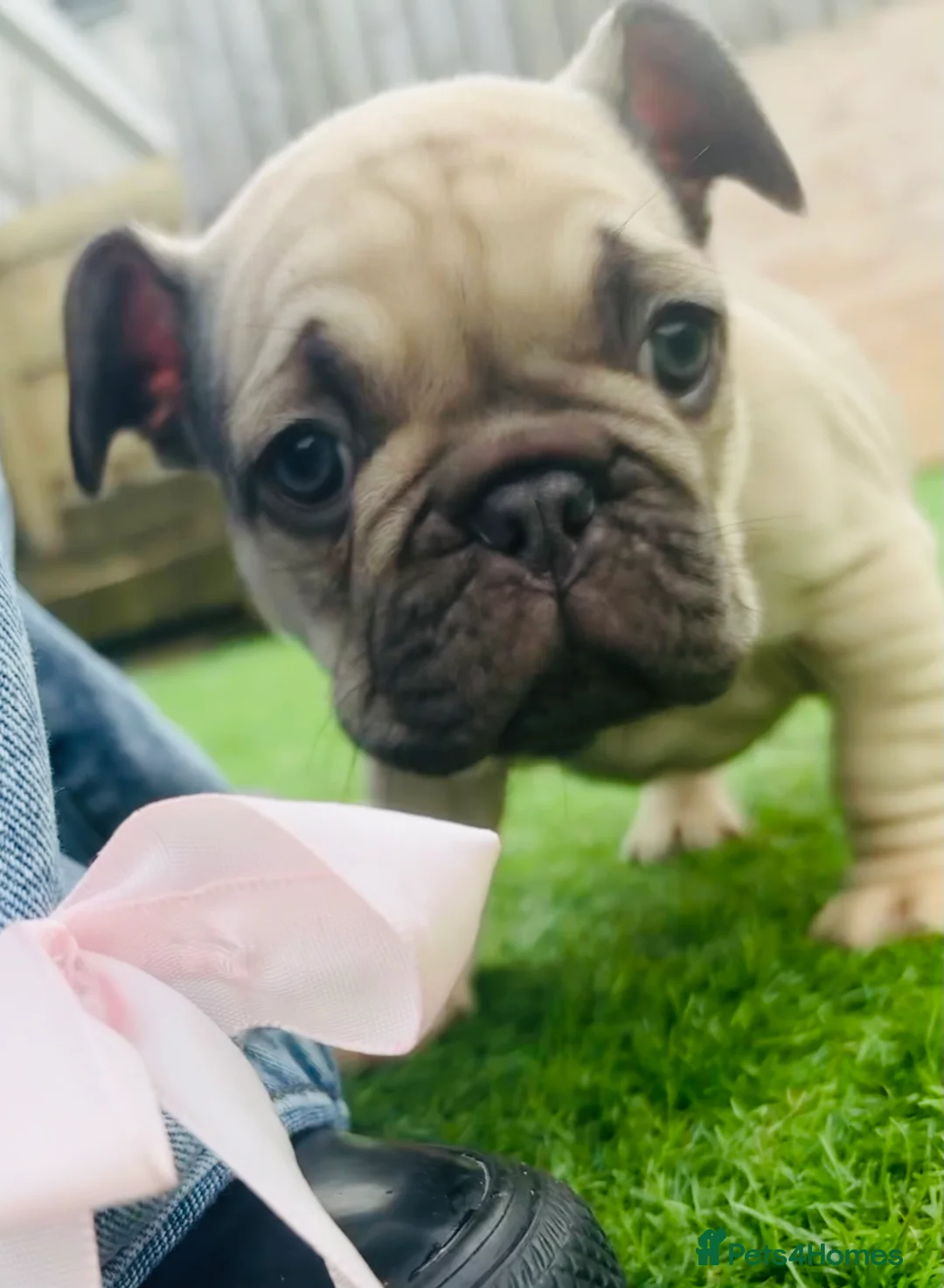 French Bulldog dogs for sale: French Bulldog Puppies - Fawn/Cream - Advert 12