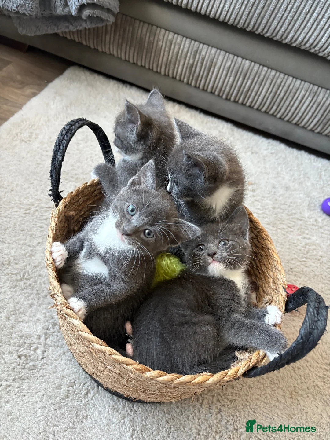 Maine Coon cats for sale: British blue /main coon - Advert 11
