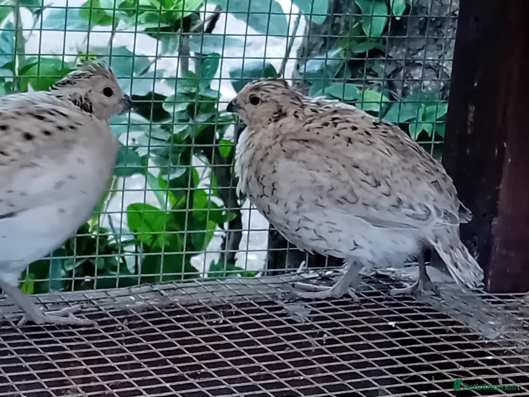 Quail poultry for sale: Snowflake Bobwhite [3 females + 1 male] - Image 3