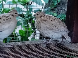 Quail poultry - Advert 4