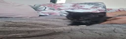 Mixed Breed cats for sale: 2 black kittens are looking for forever home - Advert 1