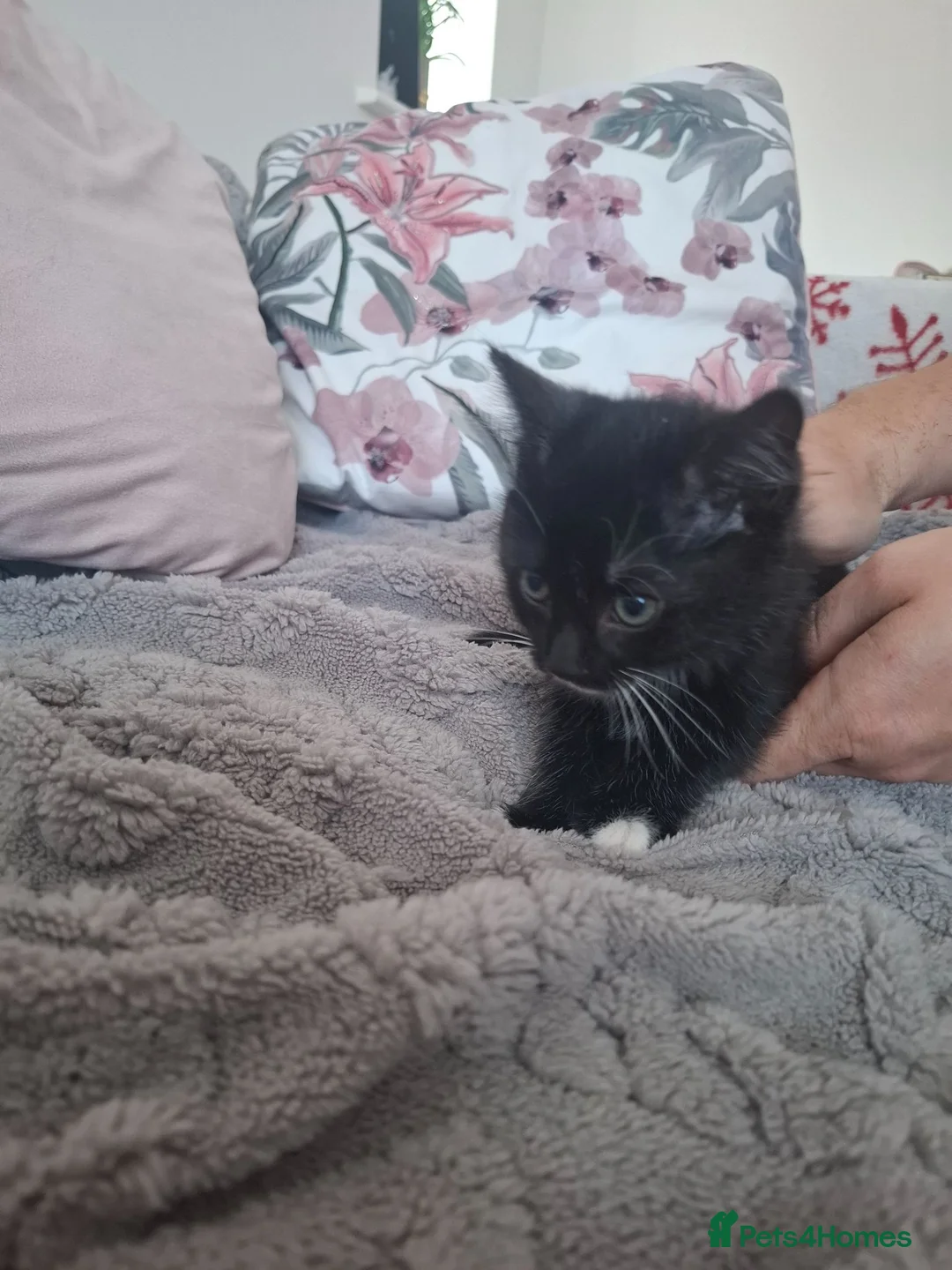 Mixed Breed cats for sale: 2 black kittens are looking for forever home - Advert 1