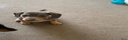 Dachshund dogs for sale: Beautiful miniature dachshund puppy’s  in Newport - Advert 20