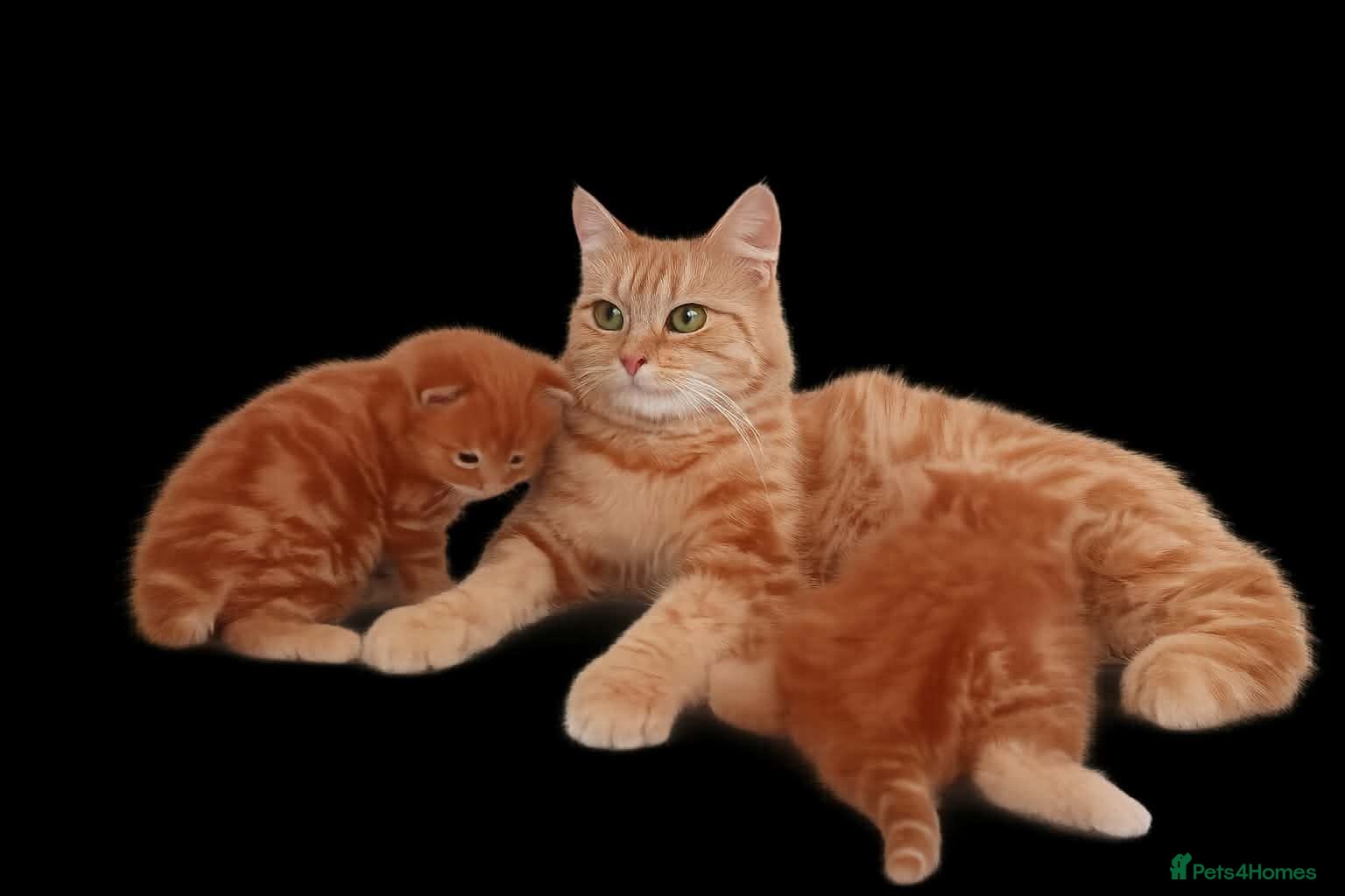 British Longhair cats 2 ginger boys - Advert 3