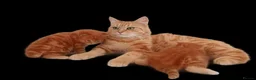 British Longhair cats for sale: 2 ginger boys - Advert 1