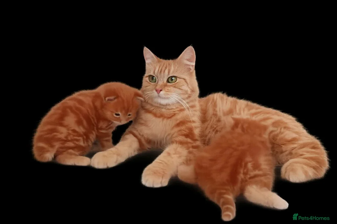 British Longhair cats for sale: 2 ginger boys - Advert 1