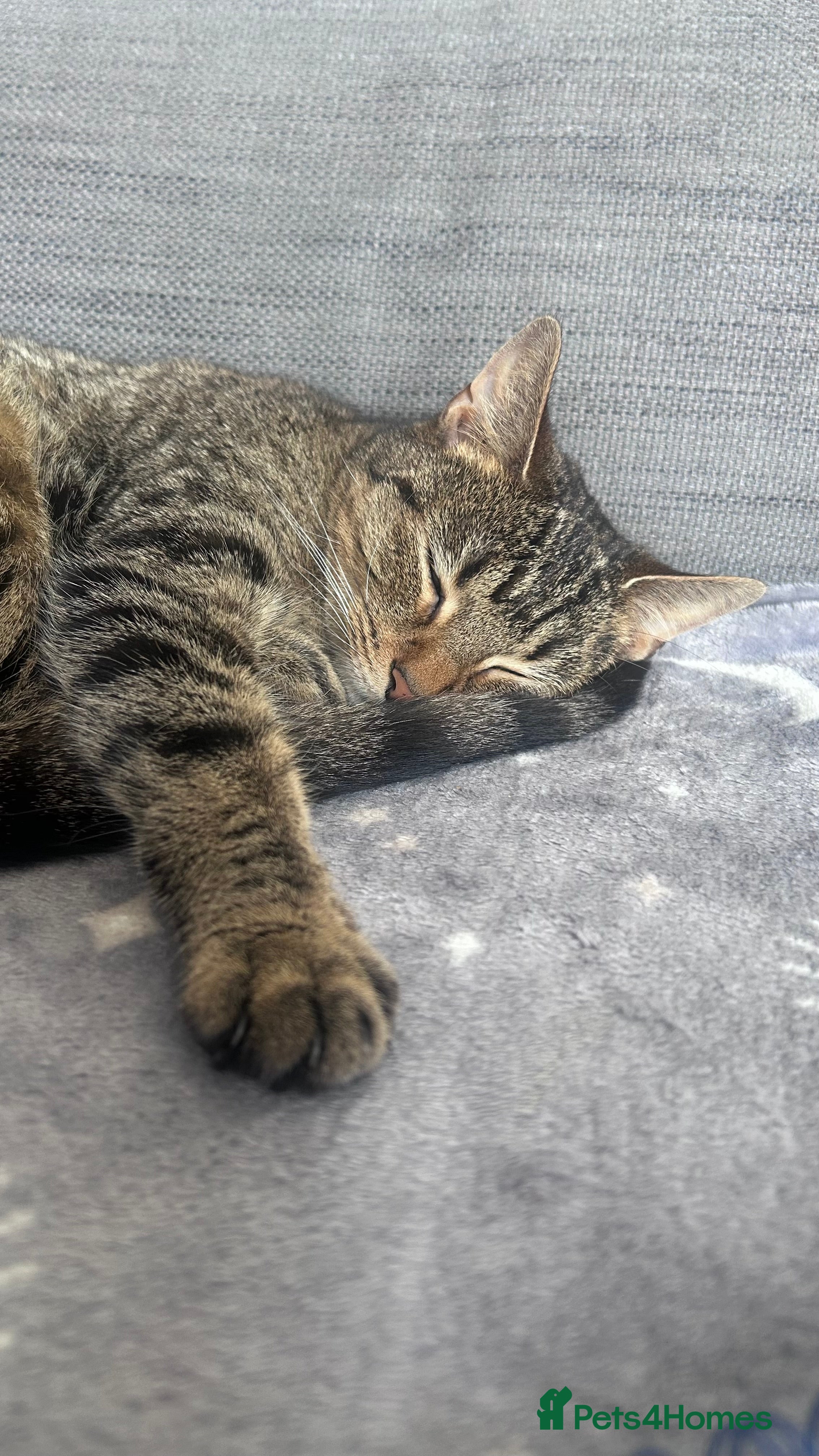 European cats Female Tabby, Bear - Advert 1