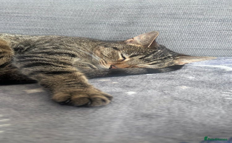 European cats - Advert 5