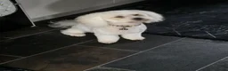 Cavachon dogs for stud: Mr Alvin in Kilmarnock - Advert 2