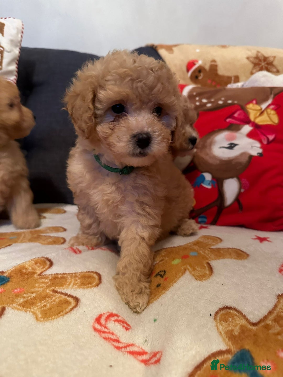 Maltipoo dogs for sale: Stunning Toy Maltipoo pups ❤️ ready on Wednesday! - Advert 20