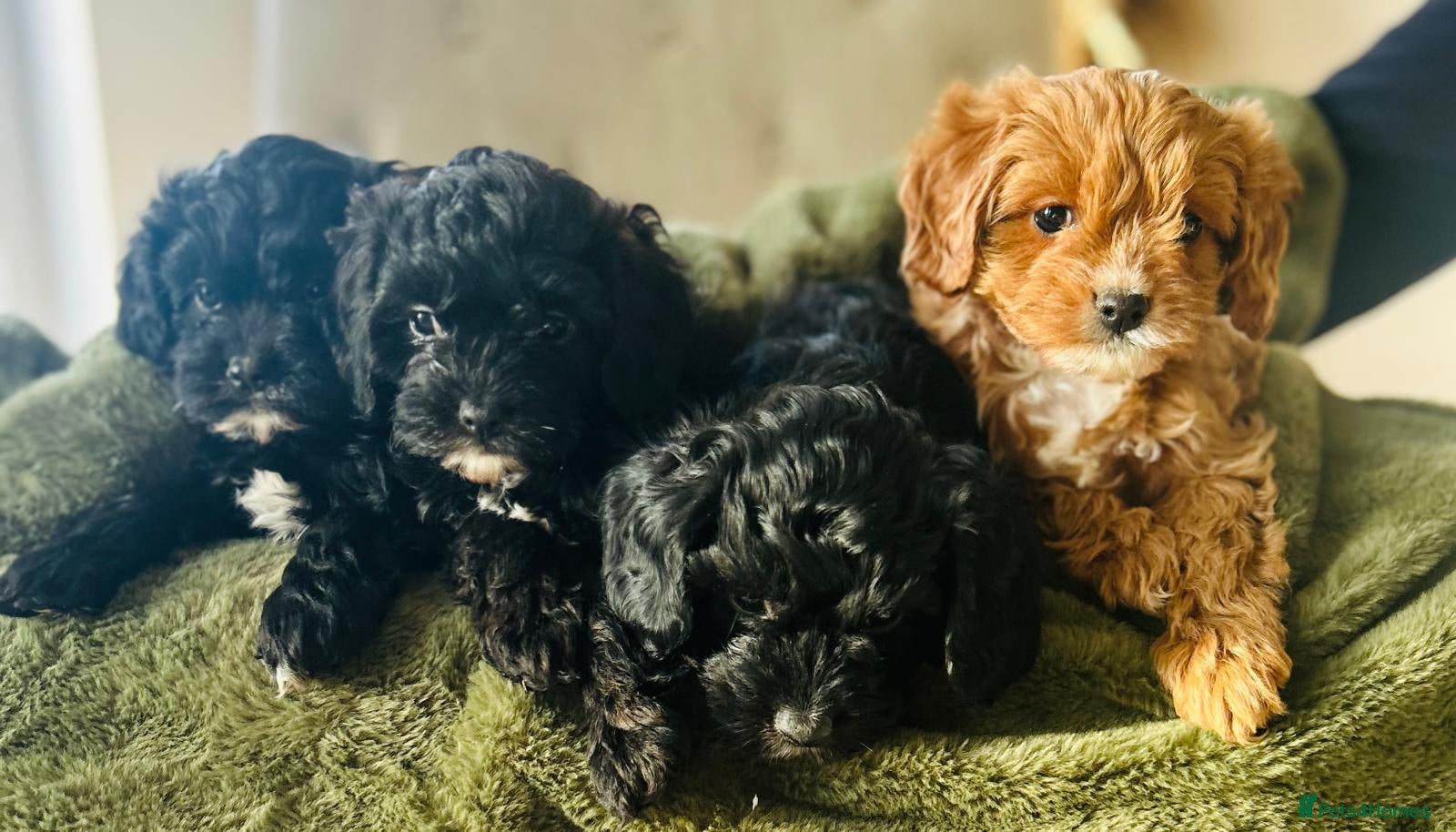 Cavapoo dogs Stunning cavapoos - Advert 1