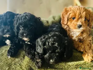 Cavapoo dogs Stunning cavapoos black and tan boy left - Advert 19