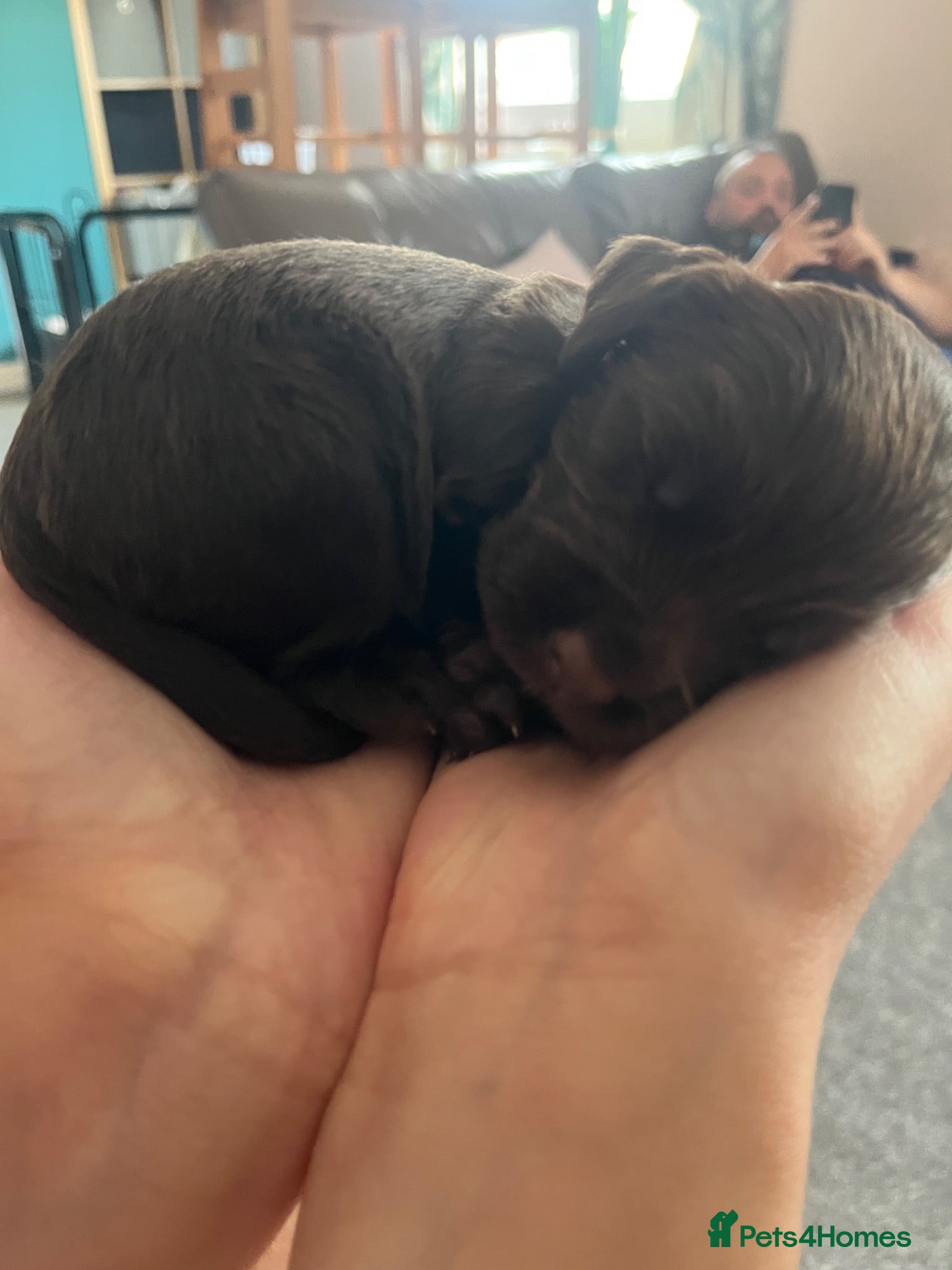 Cocker Spaniel dogs Extensively health tested working cocker spaniels  - Advert 2