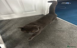 British Shorthair cats for sale: Male British shorthair  - Image 3