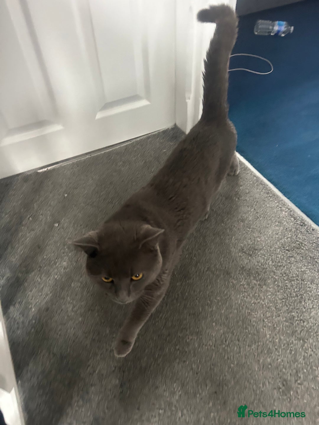 British Shorthair cats for sale: Male British shorthair  - Image 3