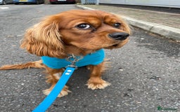 Cavalier King Charles Spaniel dogs for sale: New home needed for beautiful Rafa - Image 2