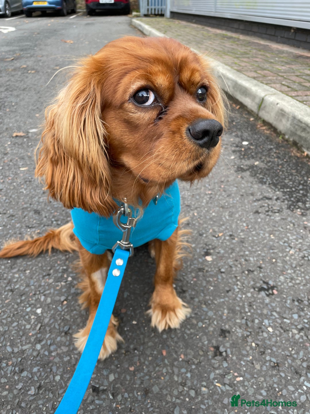 Cavalier King Charles Spaniel dogs for sale: New home needed for beautiful Rafa - Image 2