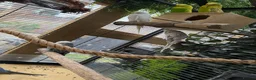 Budgerigars birds for sale: Budgerigar for sale in Harrow - Advert 5