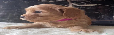 Shihpoo 5