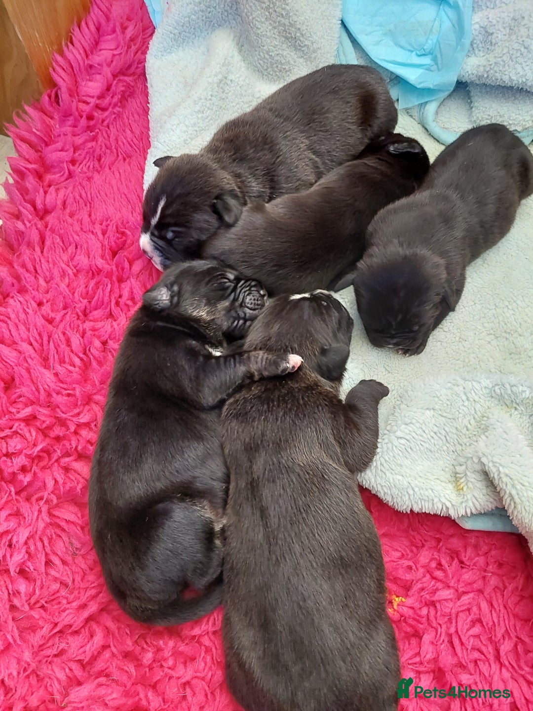 Mixed Breed dogs for sale: Cane Corso cross American bulldog puppy's  - Advert 27