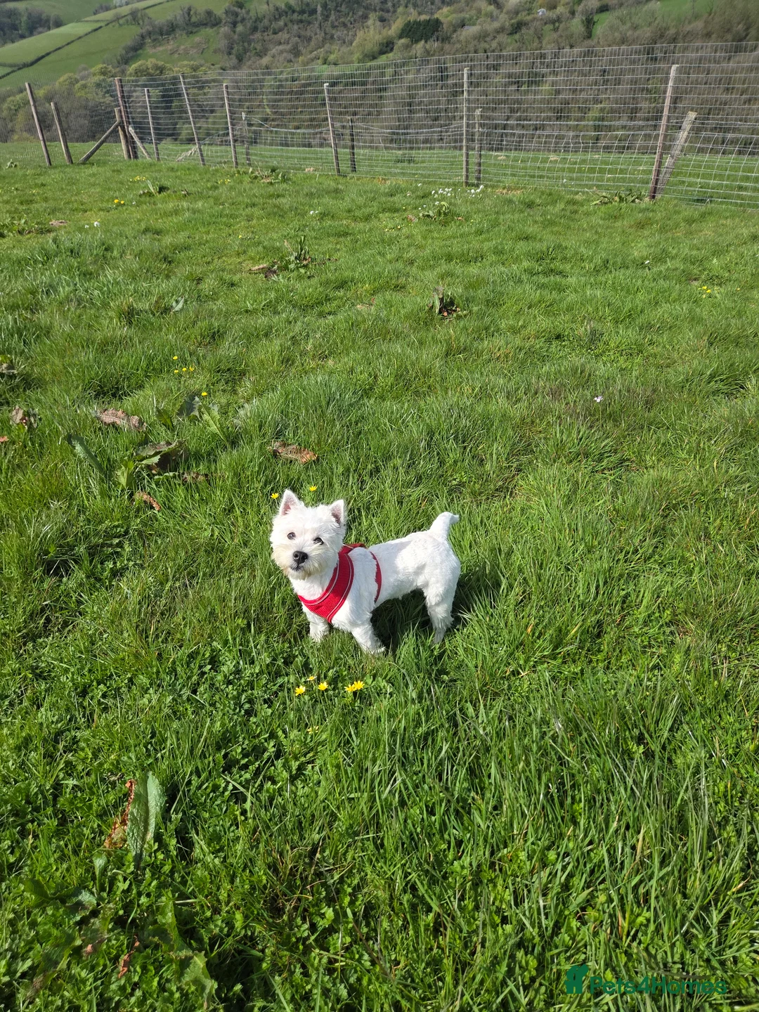 West Highland Terrier dogs for sale: K.C Registered Westie Girl - Advert 1