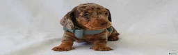 Miniature Dachshund dogs for sale: KC Miniature Dacshund Puppies For Sale - Licensed  - Advert 5