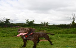 Mixed Breed dogs for sale: 4 year old male Vizlador - Advert 2