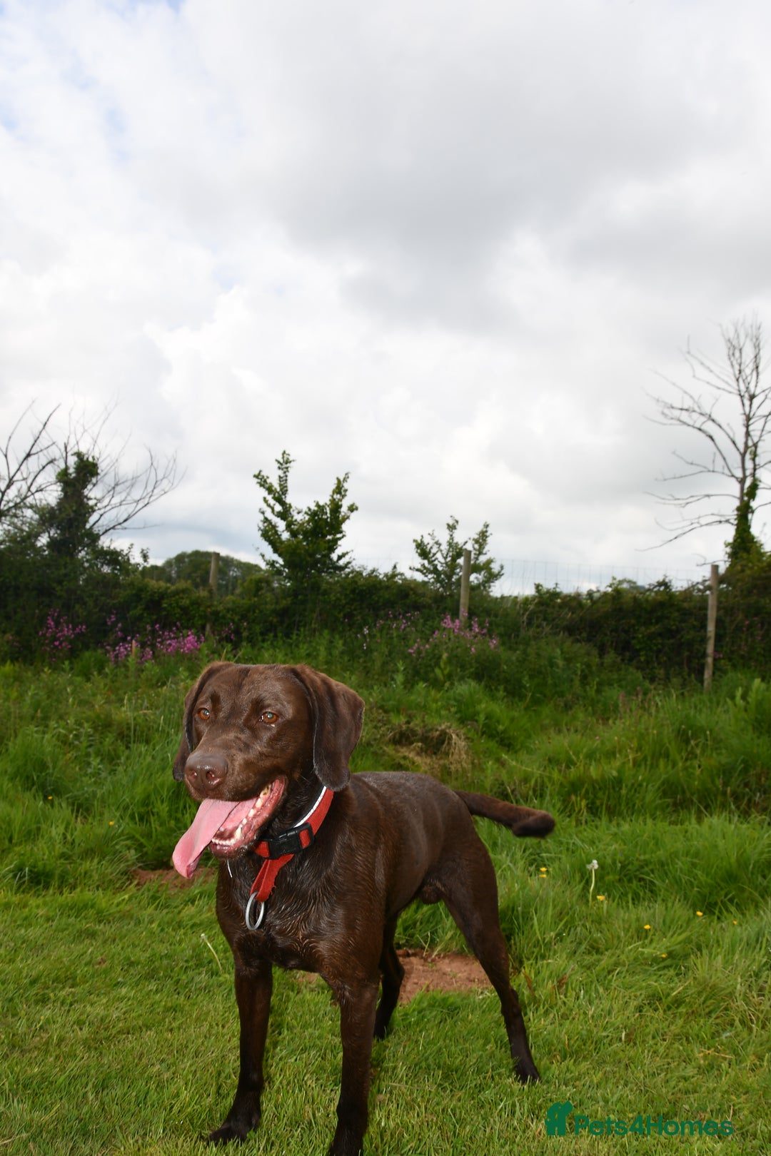 Mixed Breed dogs for sale: 4 year old male Vizlador - Advert 2