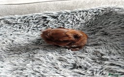 Shih Tzu dogs for sale: Imperial shi tzu babies  - Image 11