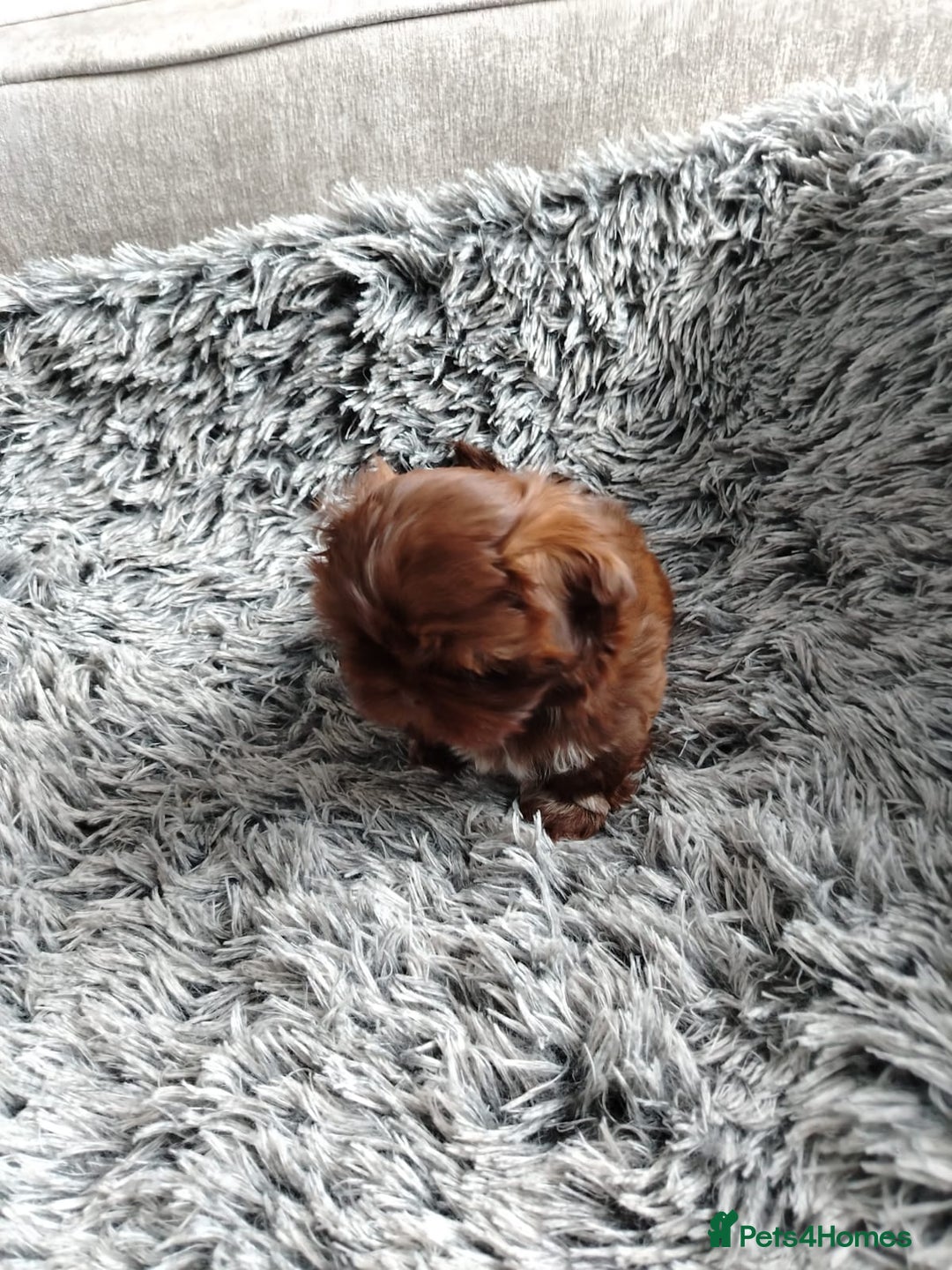 Shih Tzu dogs for sale: Imperial shi tzu babies  - Image 11