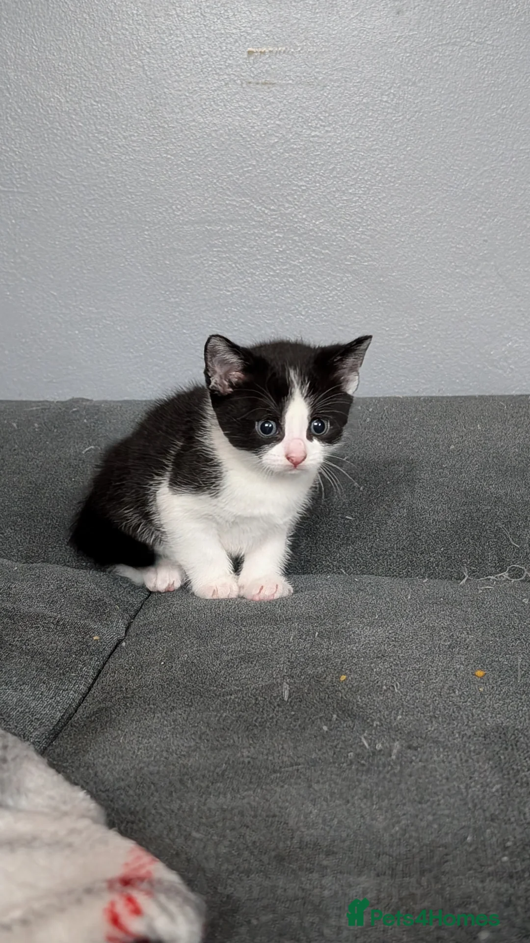 Mixed Breed cats for sale: Gorgeous male kitten  in Leigh - Advert 3
