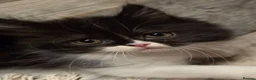 Persian cats for sale: Beautiful Ragdoll/Persian Kittens. - Advert 4