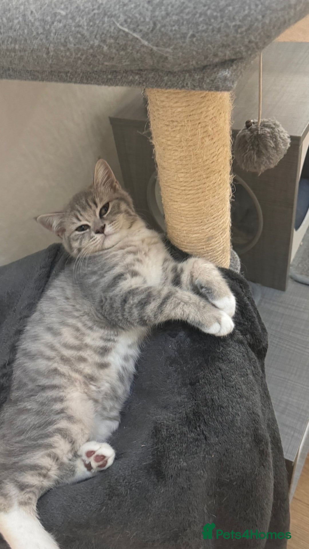 British Shorthair cats for sale: Grey stripe Female British Shorthair  - Image 2
