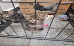 Ragdoll cats for sale: REDUCED LAST 2 KITTENS - Image 10
