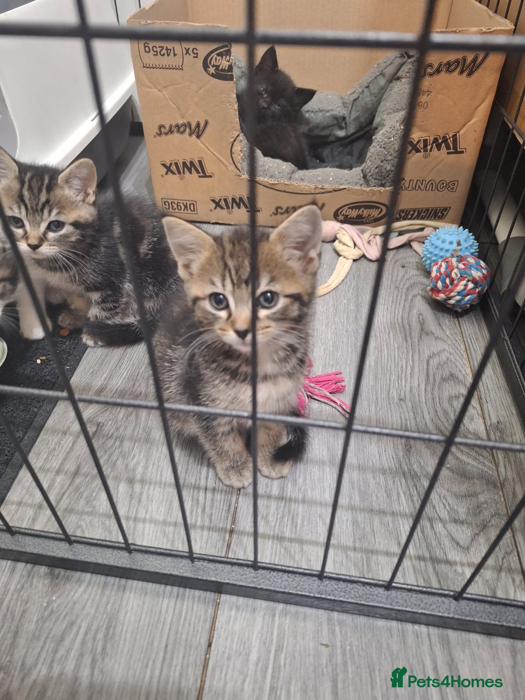 Ragdoll cats for sale: REDUCED LAST 2 KITTENS - Image 10