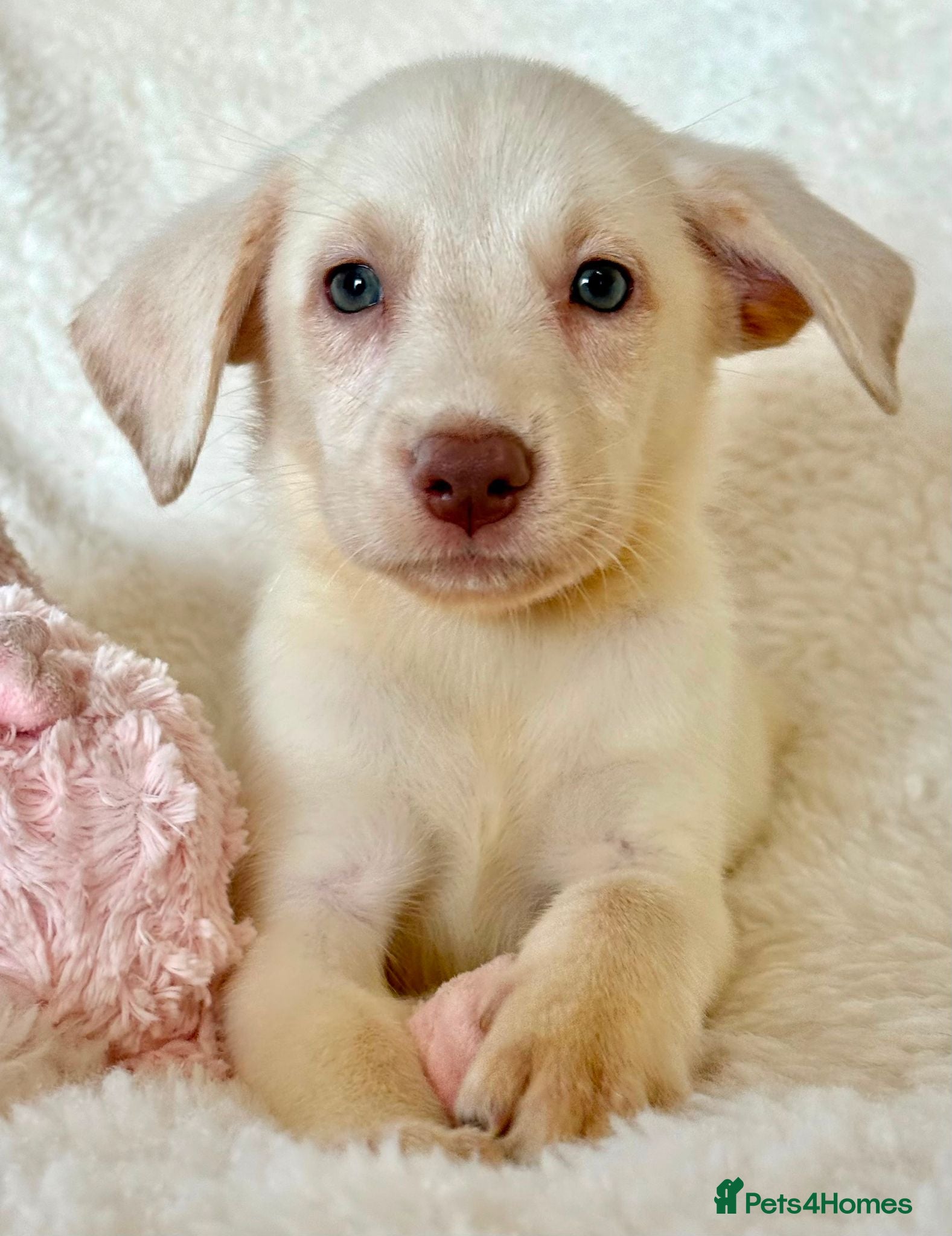 Labrador Retriever dogs Health Tested KC Registered Labrador Pups - Advert 2