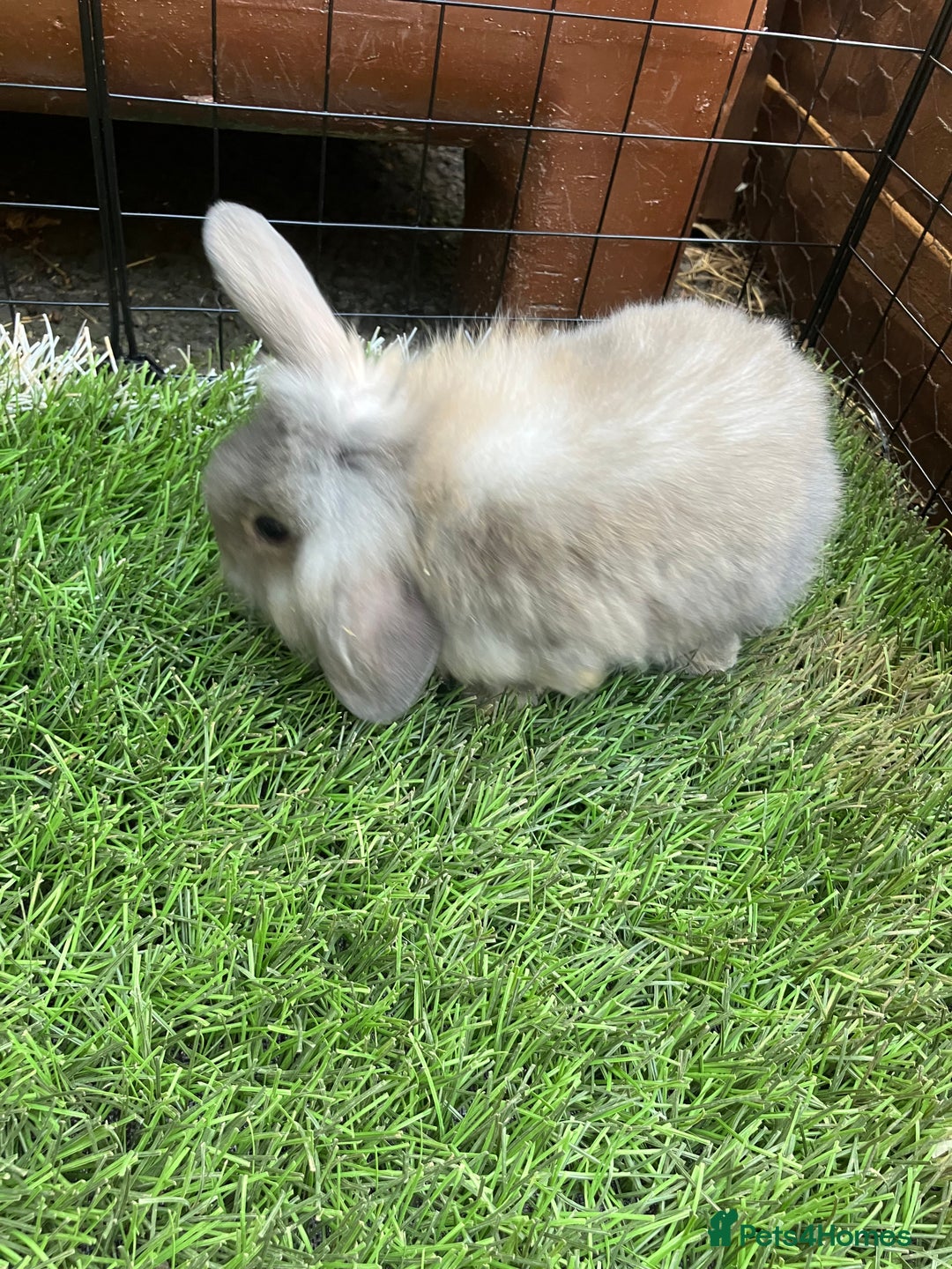Mini Lop rabbits for sale: Beautiful mini lop bunnies - Image 4