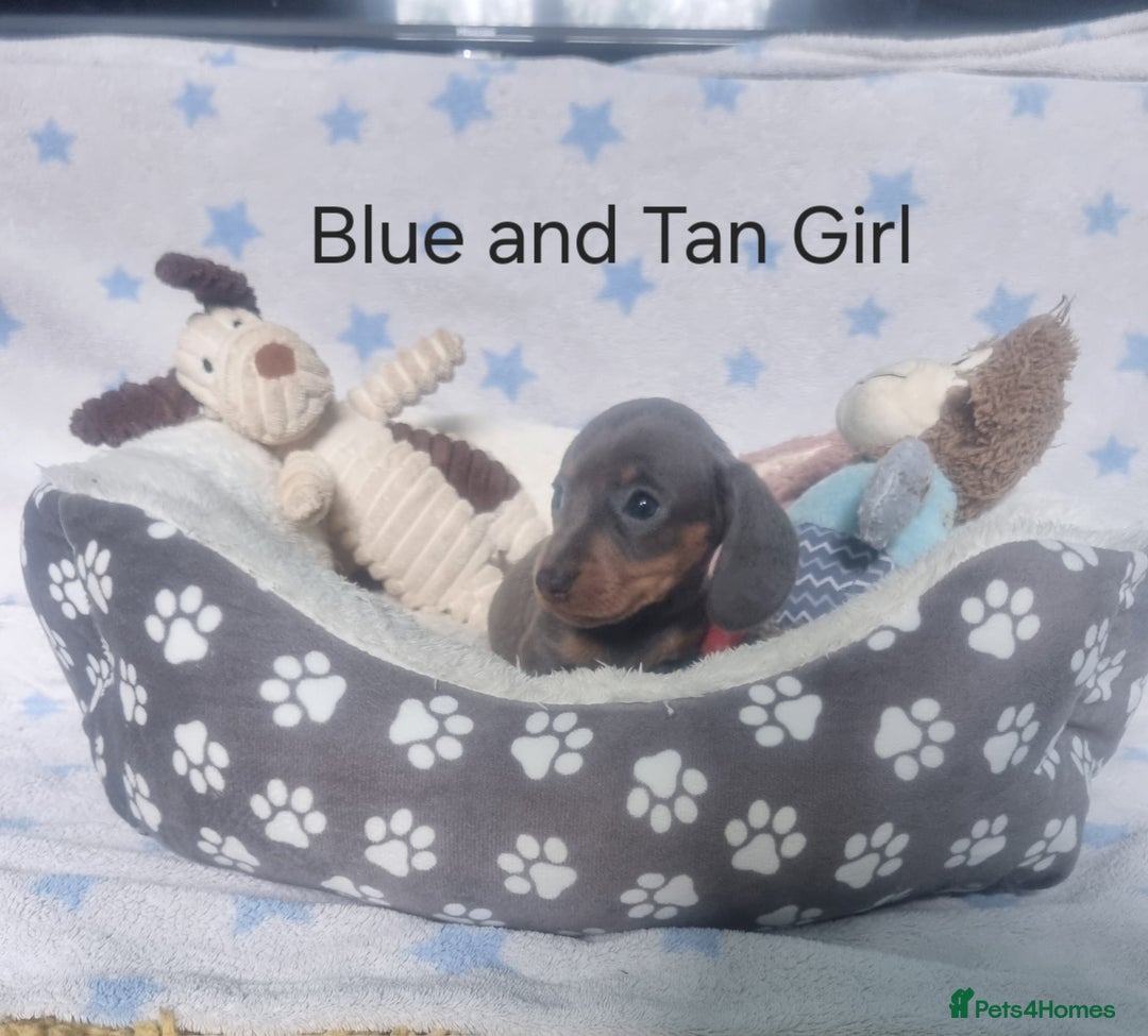 Miniature Dachshund dogs for sale: Stunning Miniature Dachshund Puppies - Image 7