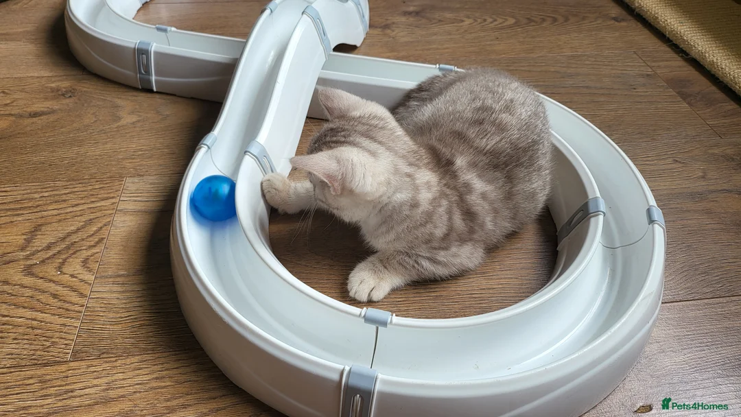 British Shorthair cats for sale: Amazing kittens - Advert 21