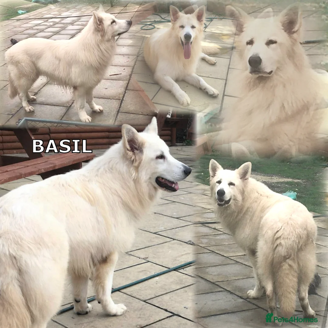 German Shepherd dogs for stud: KC Reg Basil At Stud Fully Health Tested  in Wisbech - Advert 9