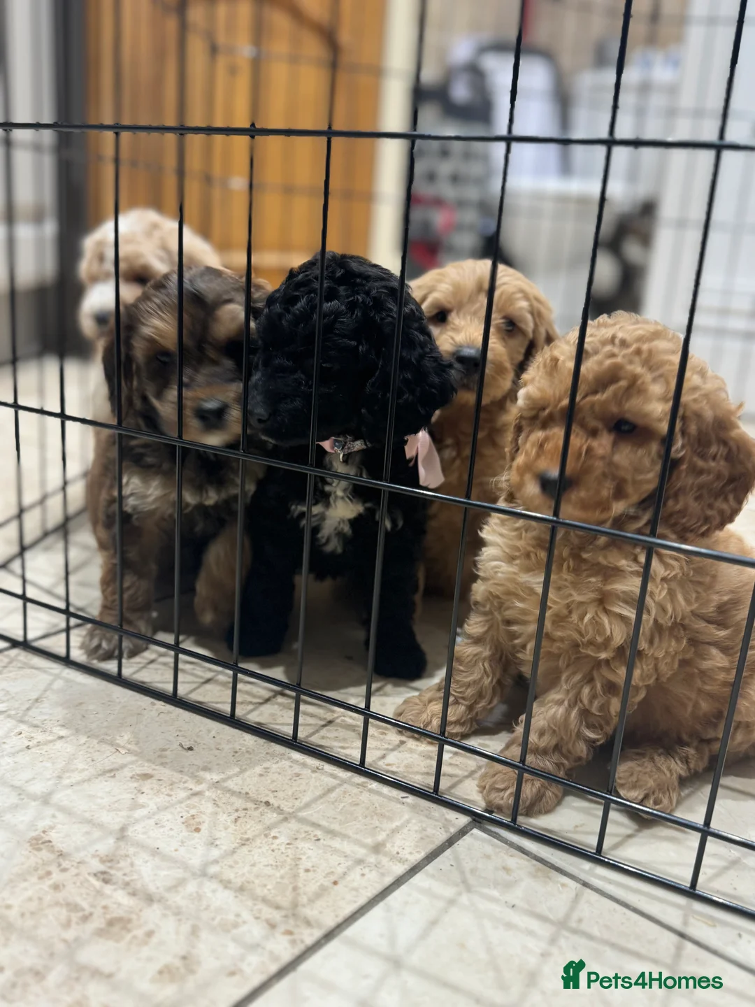 Cockapoo dogs for sale: Ready now!!Beautiful mini cockapoo puppy’s🩷🩵 - Advert 11