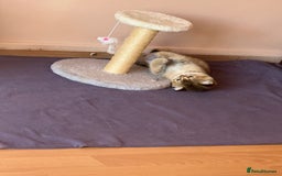 Scottish Fold cats for sale: Scottish fold kittens - Image 3