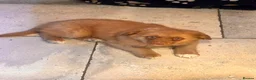 Nova Scotia Duck Tolling Retriever dogs for sale: One male Toller pup  - Advert 2