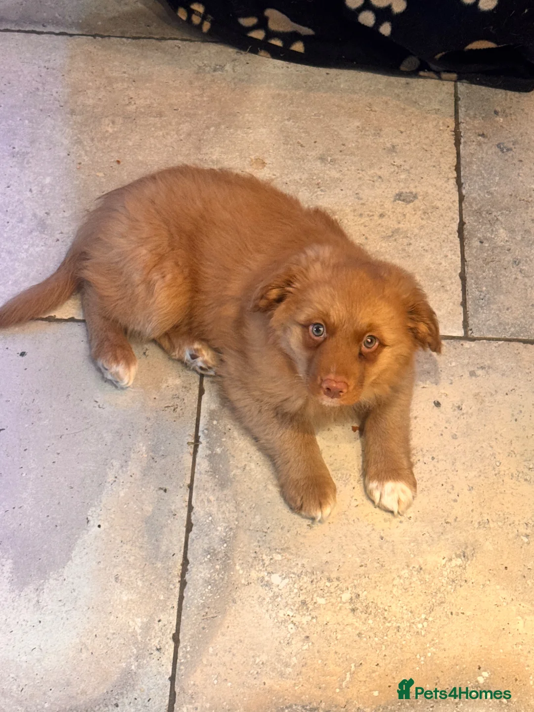 Nova Scotia Duck Tolling Retriever dogs for sale: One male Toller pup  - Advert 2