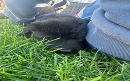 German Shepherd dogs for sale: Beautiful Litter of German Shepherd Puppies - Image 18