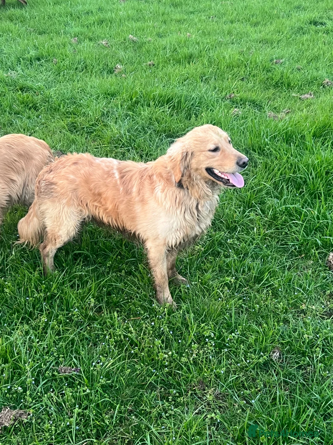 Golden Retriever dogs for sale: Adult male retrever - Advert 6