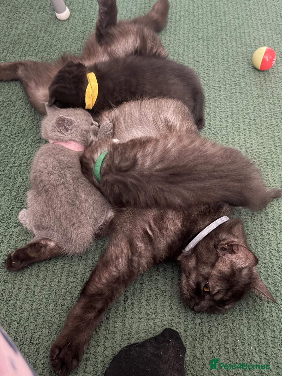Mixed Breed cats for sale: Gorgeous💙 BSH& Scottish Fold Male Kitten - Advert 2