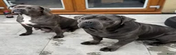 Cane Corso dogs for sale: CANE CORSO PUPPIES CHAMPION BLOODLINE PEDIGREE  - Advert 4